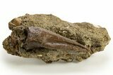Ornithomimid (Struthiomimus?) Foot Claw - Judith River Formation #313400-1